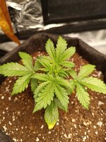 Растим восточную красавицу