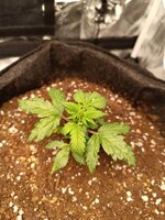 Лимонная Дымка