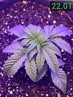 Первый опыт