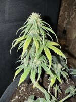 Третий джунгарик из трех