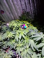 Сногшибательно!