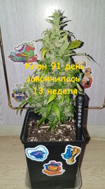 Дневник наблюдений над обезьянкой по имени Конфилла!