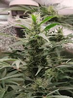 Day 83 (24.01) (3).jpg