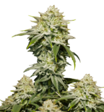 1769258001600.png 1769258001600.png