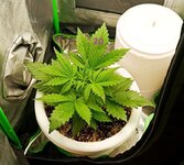 Apple Pie (аутдорщик покоряет индор)