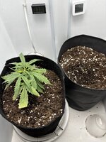 Второй гров , помогайте братцы ))