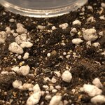 Black Herer, первый гров, нужна помощь)