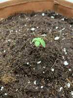 Лунный камень “Blackberry Moonrocks”на кокосе и органике от BIOBIZZ