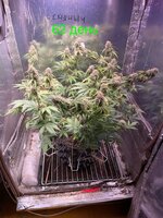 Ну что? Дос-ви-дос трезвая жизнь! 4.0