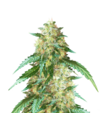 1769439871455.png 1769439871455.png