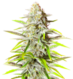 1769439890591.png 1769439890591.png