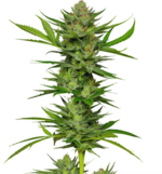 1769439894550.png 1769439894550.png