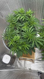 Первый опыт подъема растишки