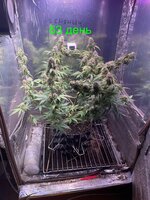 Ну что? Дос-ви-дос трезвая жизнь! 4.0