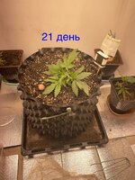 Синий папа вернулся с корпаратива 5.0