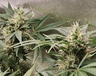 Day 88 (29.01) (3).jpg