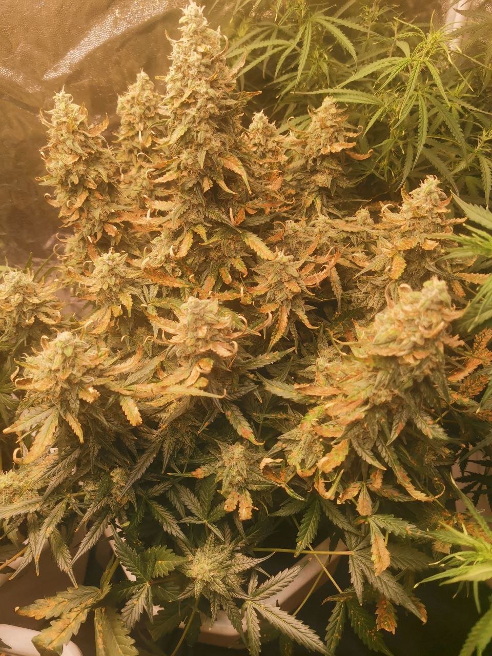 photo_2022-06-01 17.11.23.jpeg photo_2022-06-01 17.11.23.jpeg