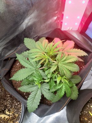 IMG_20220602_234938_066.jpg IMG_20220602_234938_066.jpg