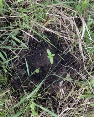 3.06.22лес 3.jpeg 3.06.22лес 3.jpeg