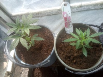 IMG_20220605_094944.jpg IMG_20220605_094944.jpg