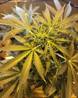 93A35B2E-3E3C-4AAE-95E2-D0B86B38F9CE.jpeg 93A35B2E-3E3C-4AAE-95E2-D0B86B38F9CE.jpeg