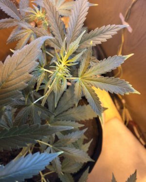 3396E4E1-EA6C-4AAA-939F-0F49C533F27A.jpeg 3396E4E1-EA6C-4AAA-939F-0F49C533F27A.jpeg