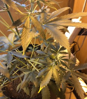 EB698327-385D-431E-B22C-167EDF1EBCDC.jpeg EB698327-385D-431E-B22C-167EDF1EBCDC.jpeg