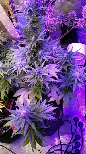 IMG_20220607_231158_945.jpg IMG_20220607_231158_945.jpg