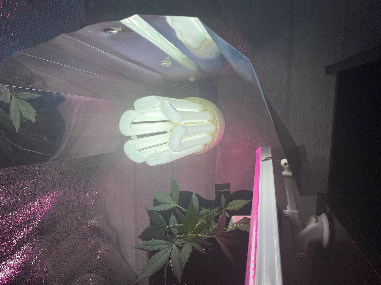 photo_2022-06-08_15-26-08.jpg photo_2022-06-08_15-26-08.jpg