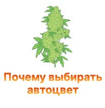 pochemu vybirat avtotsvet-100.jpg
