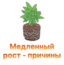medlennyi rost prichiny-100.jpg medlennyi rost prichiny-100.jpg