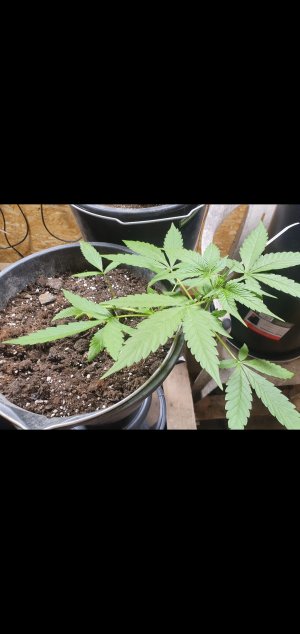 Screenshot_20220610-184722_Gallery.jpg Screenshot_20220610-184722_Gallery.jpg