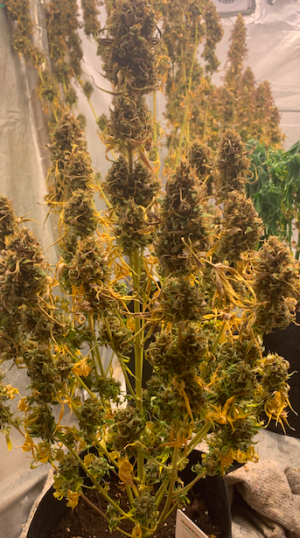 Снимок экрана 2022-06-11 в 12.52.58.png Снимок экрана 2022-06-11 в 12.52.58.png