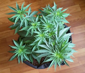 IMG_20220611_144625_394.jpg IMG_20220611_144625_394.jpg