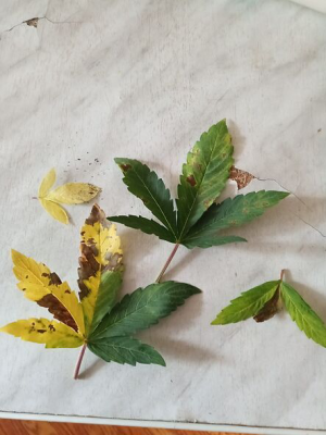 1654955792520.png 1654955792520.png