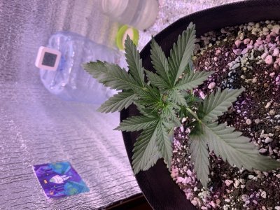 4748BA59-BF10-465C-A25A-AAFB1068500F.jpeg 4748BA59-BF10-465C-A25A-AAFB1068500F.jpeg