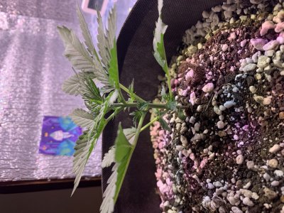 3848C628-E81D-44E0-9A11-98D16BD6D143.jpeg 3848C628-E81D-44E0-9A11-98D16BD6D143.jpeg