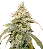 1774879026645.png 1774879026645.png