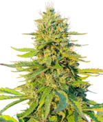 1774960892854.png 1774960892854.png