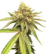 1774973318137.png 1774973318137.png