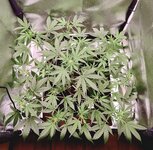 Day 40 1.04.jpg Day 40 1.04.jpg