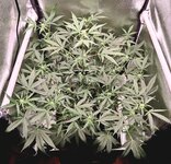 Day 47 10.04.jpg Day 47 10.04.jpg