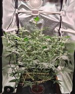 Day 47 10.04 (2).jpg Day 47 10.04 (2).jpg