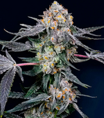 1776271022687.png 1776271022687.png