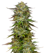 1776271054813.png 1776271054813.png