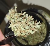 Бэтти.jpg Бэтти.jpg