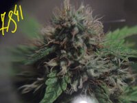 Black Herer, первый гров, вашими молитвами)