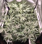 Day 53 16.04 (2).jpg