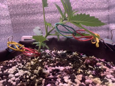 4F16CF0D-EB8F-4EC7-910E-609AE4803DE0.jpeg 4F16CF0D-EB8F-4EC7-910E-609AE4803DE0.jpeg