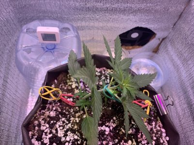 4A384F17-D679-42C7-9579-FC645C065665.jpeg 4A384F17-D679-42C7-9579-FC645C065665.jpeg